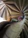 Graz--the_double-winding_stairs