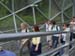 Graz_Leaving_island2